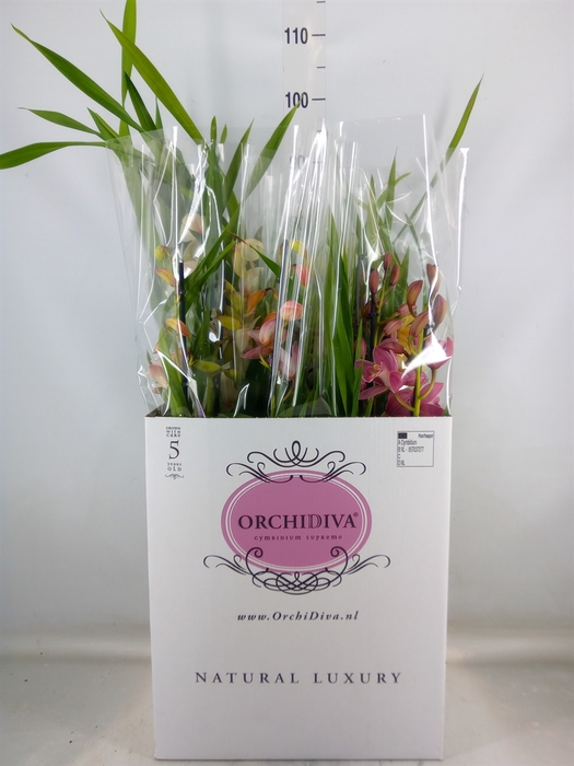 <h4>Cymbidium   ...mix</h4>