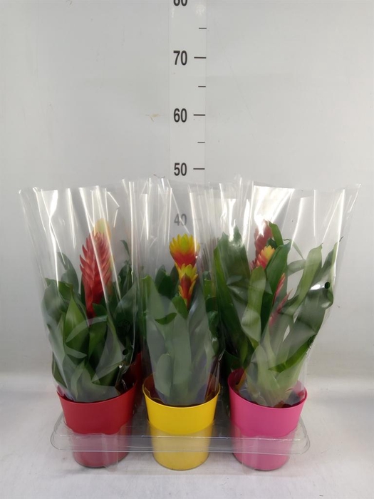 <h4>Vriesea   ...mix 6</h4>