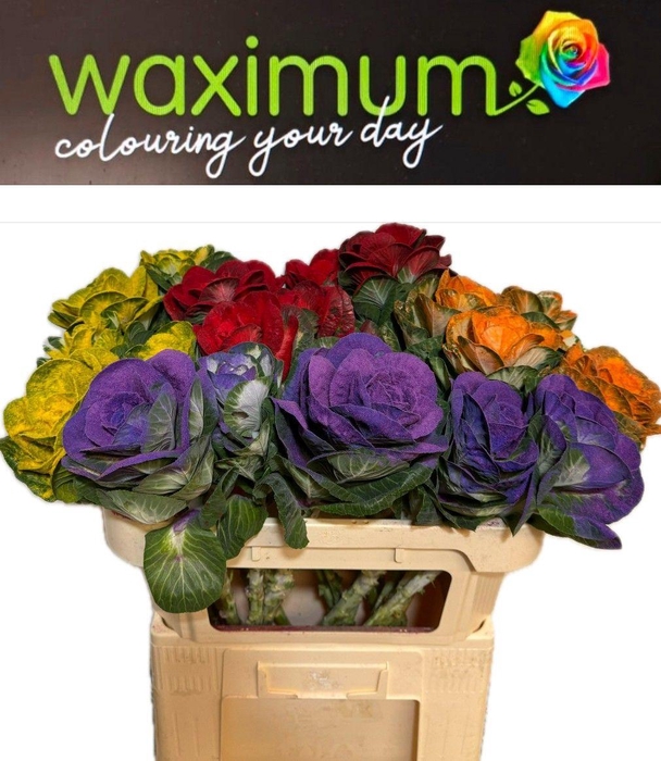 <h4>Brassica Fluweel Mix 70cm</h4>