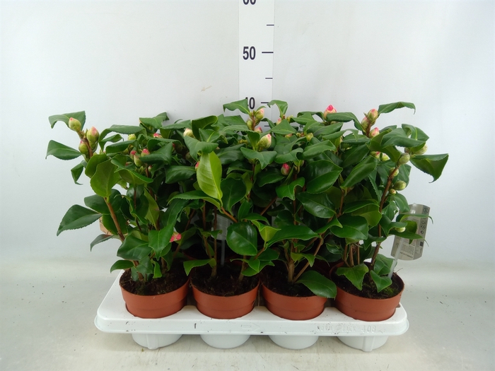 <h4>Camellia japonica 'Dr King'</h4>