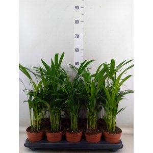 Dypsis lutescens   ...Chrysalidoca