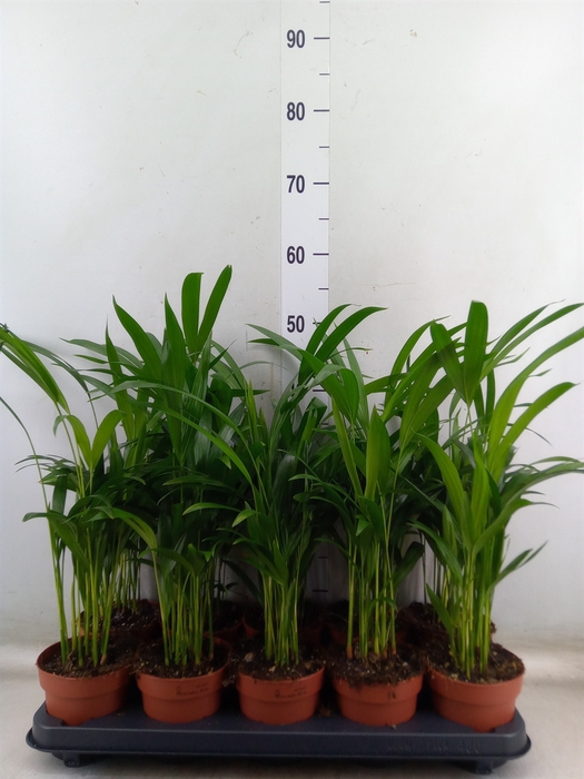 <h4>Dypsis lutescens   ...Chrysalidoca</h4>