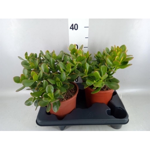Crassula ovata 'Sunset'