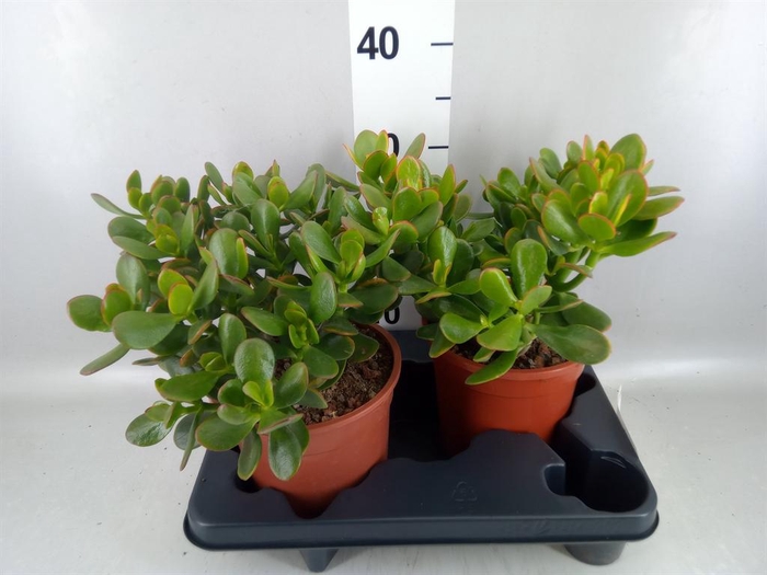 <h4>Crassula ovata 'Sunset'</h4>