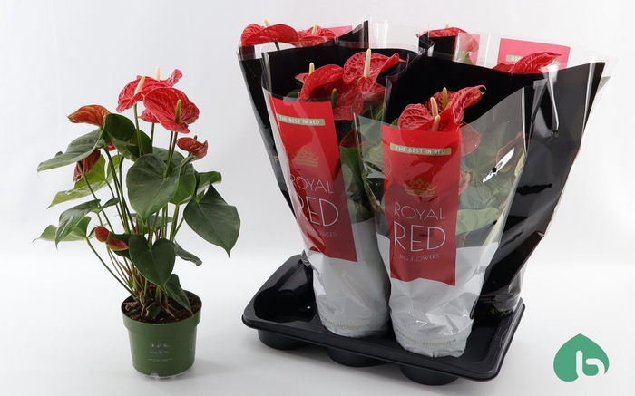 <h4>ANTHU AN MADURAL</h4>