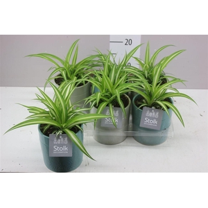 Chlorophytum Co Variegatum In Tess Keramiek
