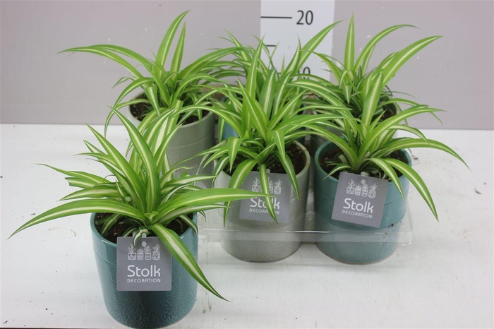 <h4>Chlorophytum Co Variegatum In Tess Keramiek</h4>