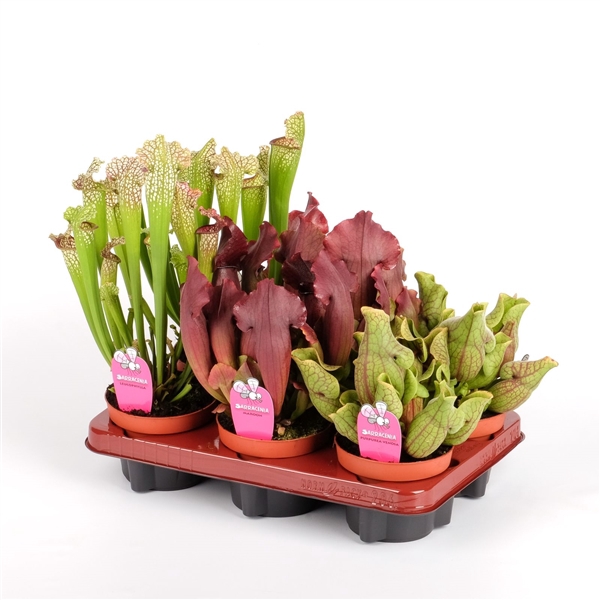 <h4>Plantes Carnivores Sarracenia mix</h4>