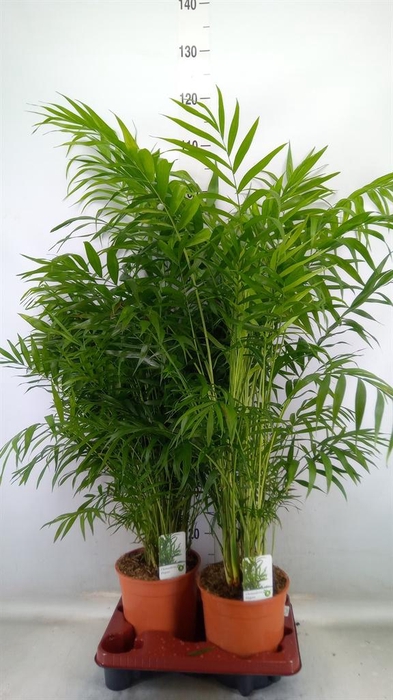 <h4>Chamaedorea elegans</h4>