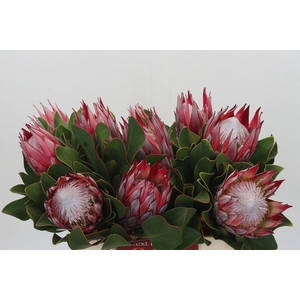 Protea Cyn. Claire