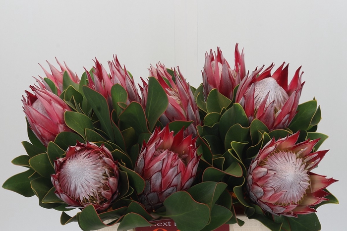 <h4>Protea Cyn. Claire</h4>