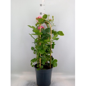 Rosa FL 'Pearl Select'