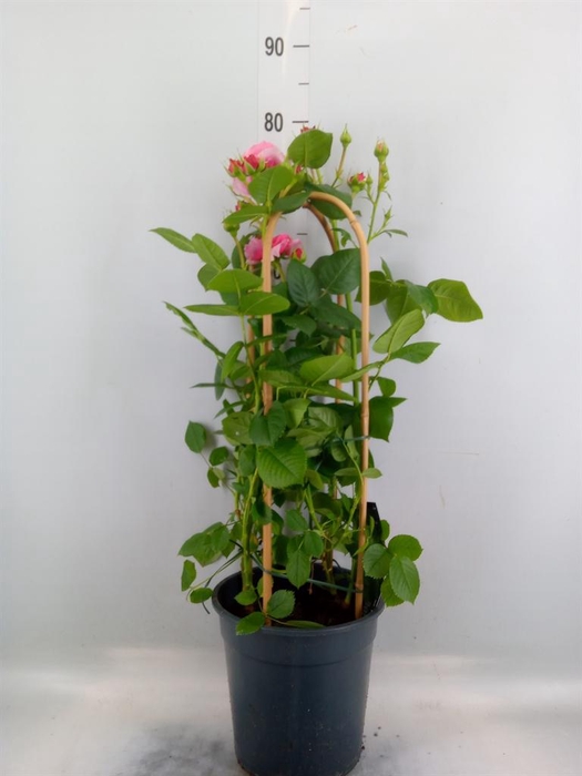 <h4>Rosa FL 'Pearl Select'</h4>