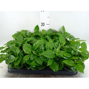 Coffea arabica