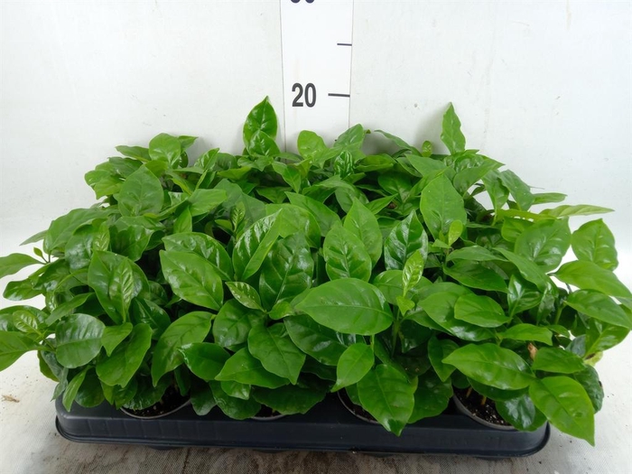 <h4>Coffea arabica</h4>