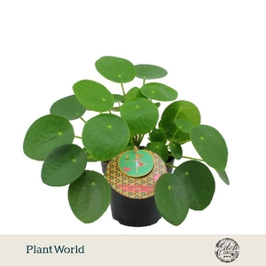 Pilea Peperomoides