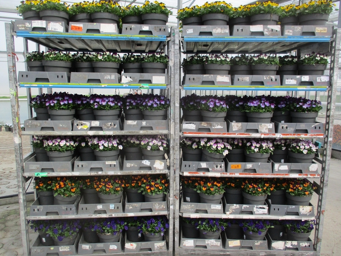 Vio Co Mixk 6kl 1 Kleur Per Fust