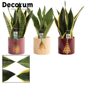 Sansevieria Super mix 12 cm in Manon (Rich Love-collection)