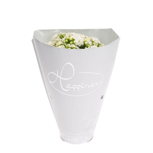 Kalanchoe gevuld Whites White