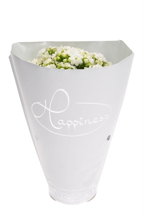 Kalanchoe gevuld Whites White