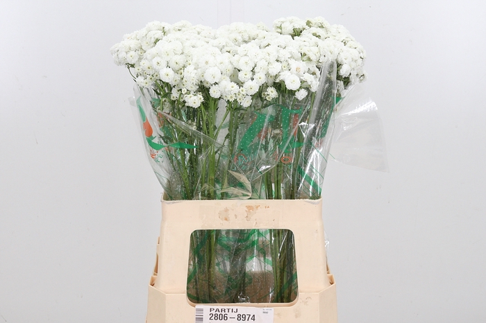 <h4>Achillea Overig</h4>