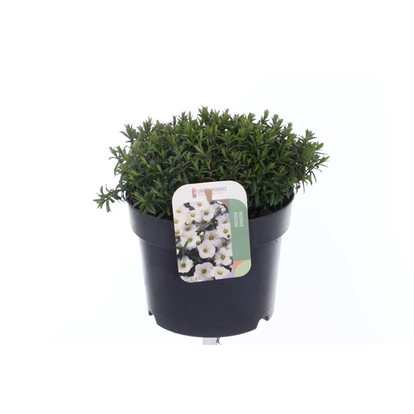 <h4>Arenaria montana Ronda White</h4>