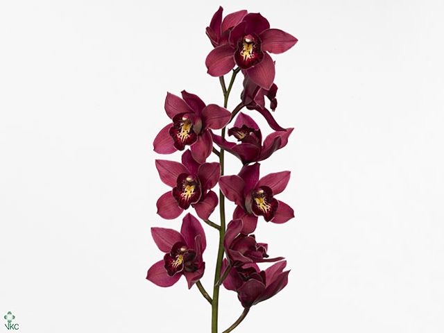 Cymbidium Risto Doos