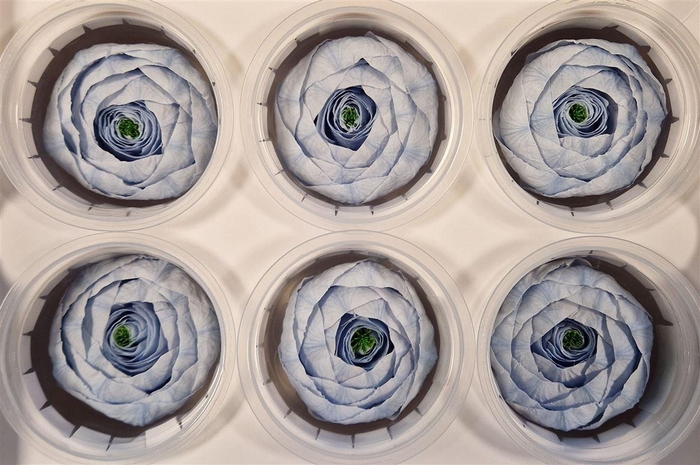 <h4>Ran Pres Lavender</h4>