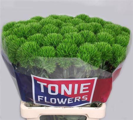 <h4>Di Barb Kiwi Mellow 60cm</h4>