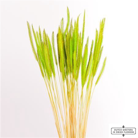 <h4>Dried Soft Silk Worms Green Bunch</h4>