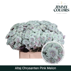 Chr T Altaj Pink Melon