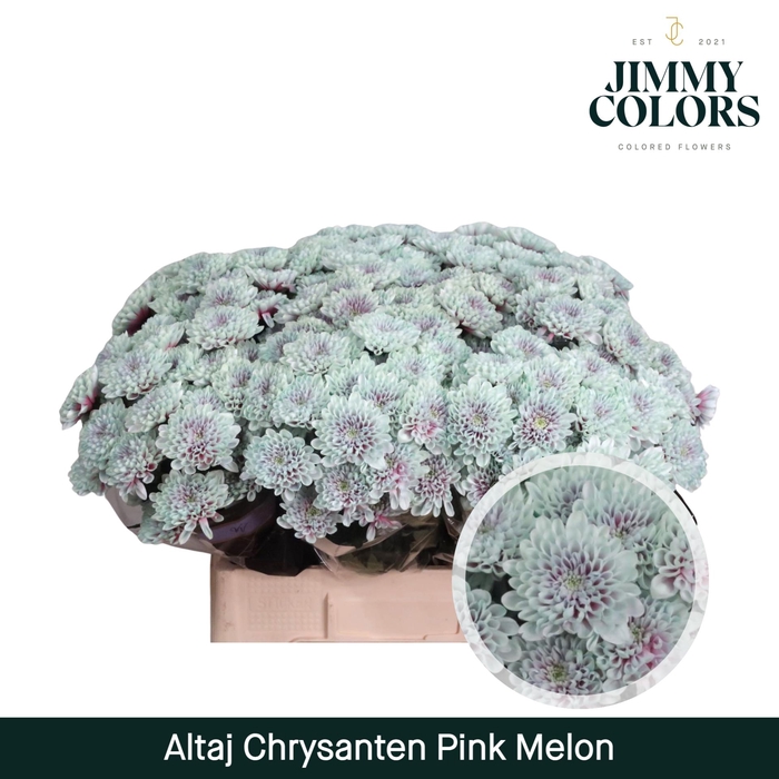 <h4>Chr T Altaj Pink Melon</h4>