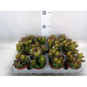 Crassula ovata 'Minor'