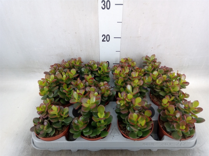 <h4>Crassula ovata 'Minor'</h4>