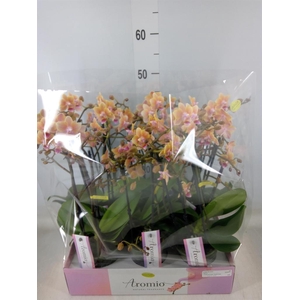 Phalaenopsis multi.   ...yellow