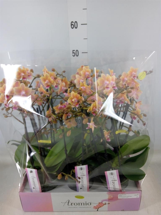 <h4>Phalaenopsis multi.   ...yellow</h4>