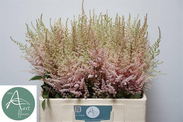 <h4>Astilbe Avalanche Aert</h4>