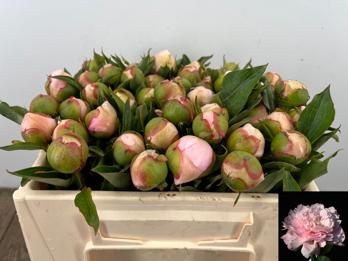 <h4>PAEO L NOEMI DEMAY</h4>