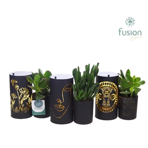 LED Duo glazen met Succulent