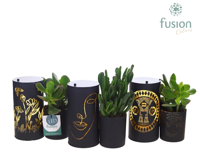 <h4>LED Duo glazen met Succulent</h4>