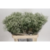 Limonium sinensis Clear Diamond