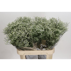 Limonium sinensis Clear Diamond