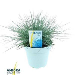Festuca Glauca Intense Blue®