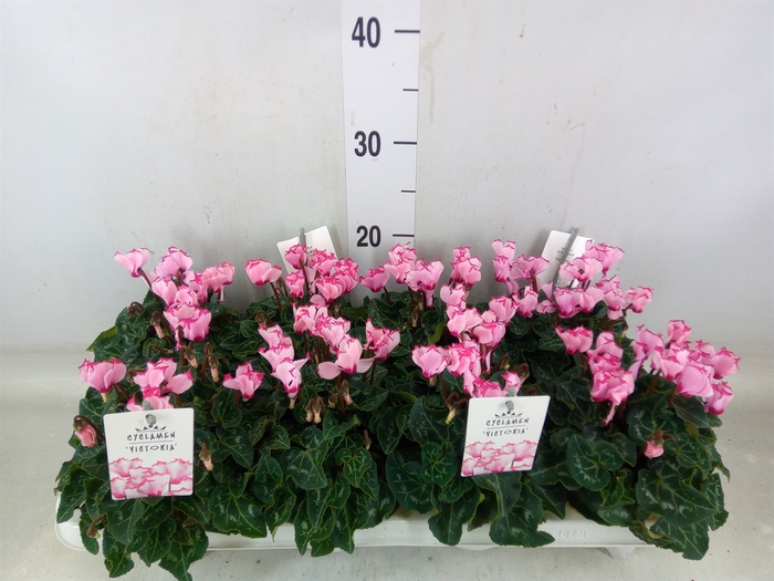 <h4>Cyclamen KL 'Metis Victoria'</h4>