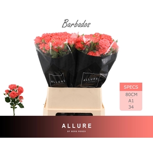 R TR BARBADOS ALLURE 80 cm