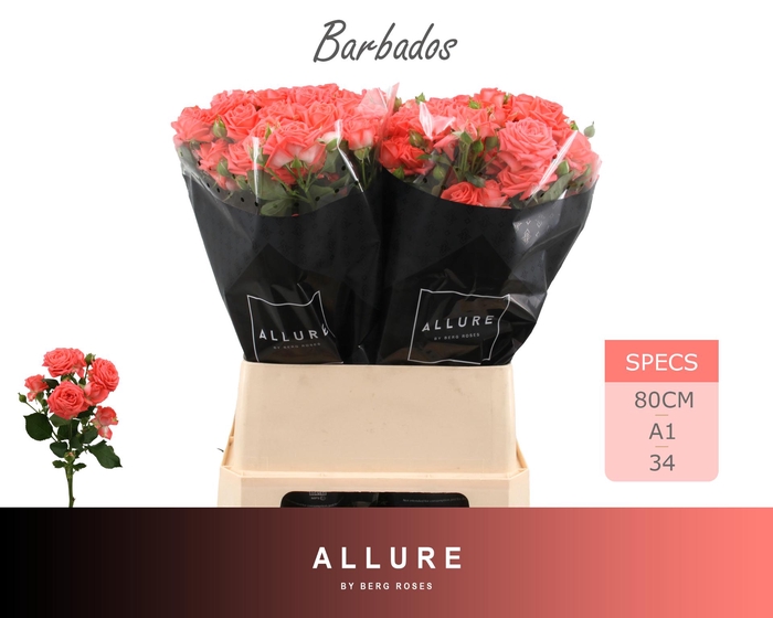 <h4>R TR BARBADOS ALLURE 80 cm</h4>