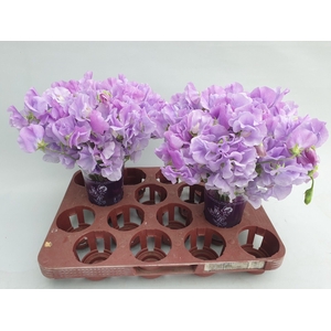 Lathyrus Sunshine Lavender