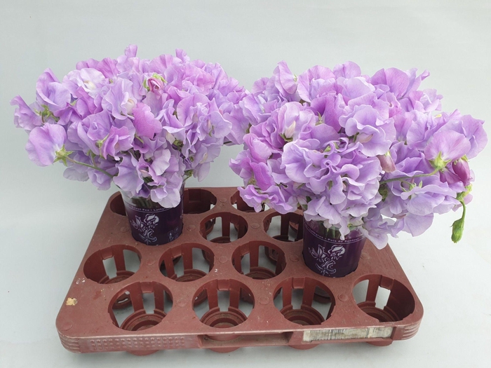 <h4>Lathyrus Sunshine Lavender</h4>