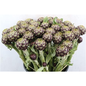 CYNARA SC BRETEN