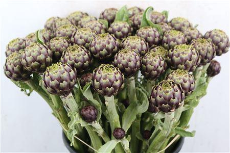 <h4>CYNARA SC BRETEN</h4>